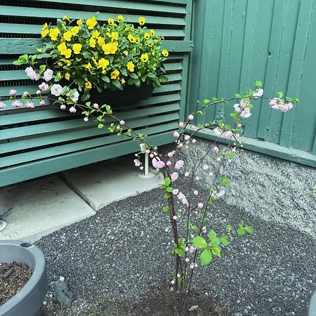 Idyllinen Puukerrostalo Laehellae Keskustaa Appartement Hämeenlinna